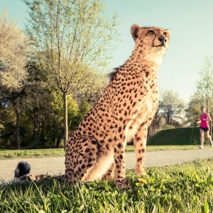 Cheetah - Illustrative picture