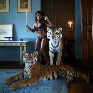 Tiger and tigress - Illustrative picture