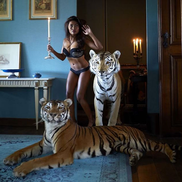 Tiger and tigress